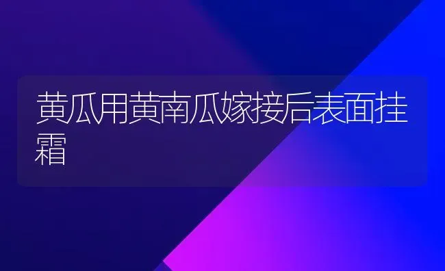 黄瓜用黄南瓜嫁接后表面挂霜 | 蔬菜种植