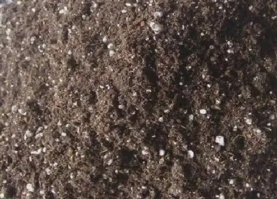 种植土壤|盆栽君子兰用什么土最好（养殖君子兰土壤怎么配置最适合）