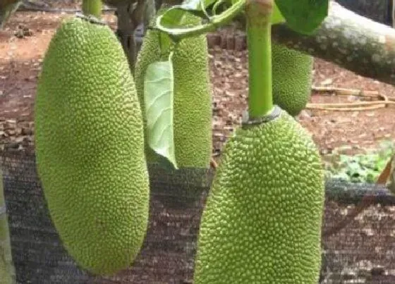 植物排行|菠萝蜜哪个品种好