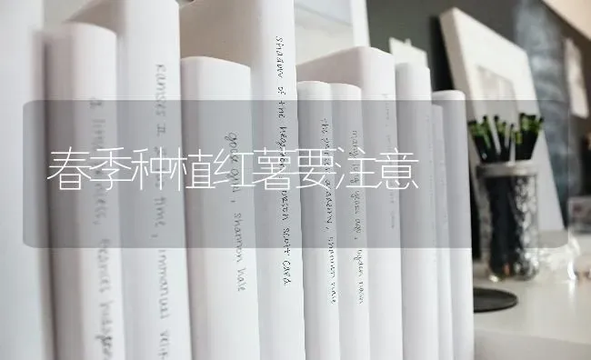 春季种植红薯要注意 | 植物种植百科
