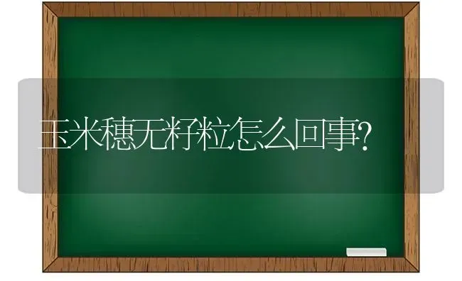 玉米穗无籽粒怎么回事？ | 粮油作物种植