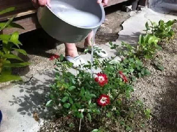 植物浇水|牛奶可以浇花吗 适合浇什么花