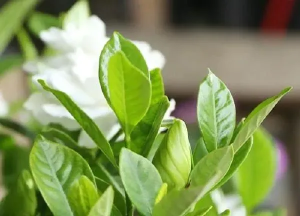 植物浇水|栀子花怎么浇水方法