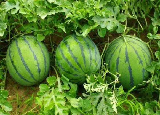 植物繁殖|无籽西瓜怎么繁殖后代 繁殖方法