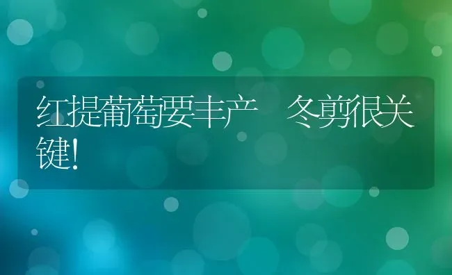 红提葡萄要丰产 冬剪很关键！ | 瓜果种植