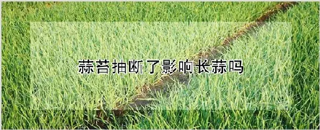 蒜苔抽断了影响长蒜吗 | 自然知识