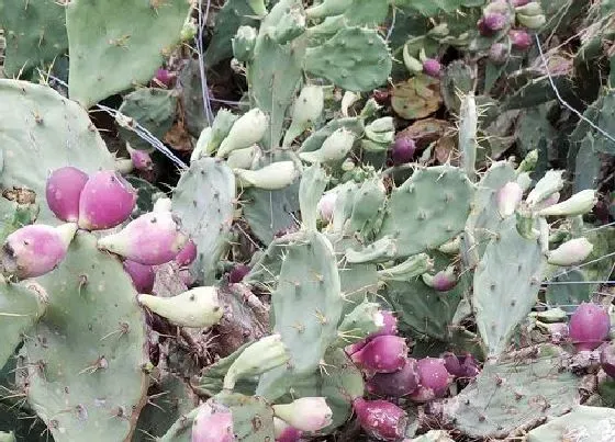 植物排行|抗晒的植物有哪些