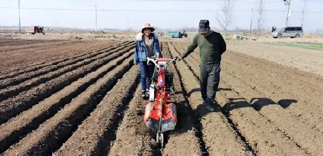 种植土壤|姜适合什么土壤种植