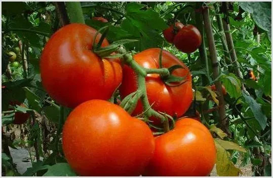 西红柿种植转色快的技巧分享 | 种植资料