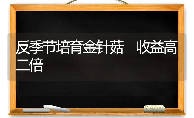 反季节培育金针菇 收益高二倍 | 食用菌种植