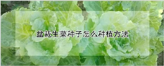 盆栽生菜种子怎么种植方法 | 种植资料