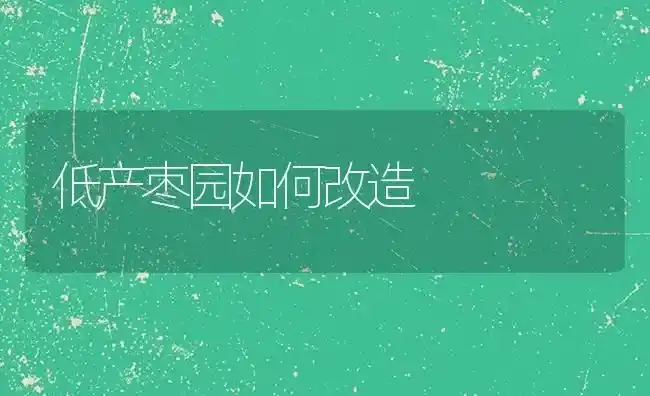 低产枣园如何改造 | 瓜果种植