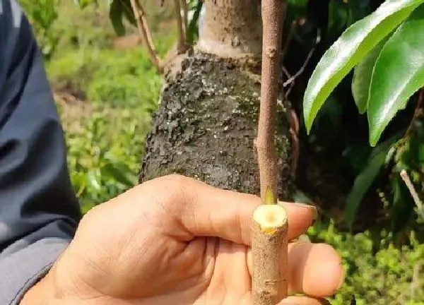 植物发芽|荔枝芽接最佳时间和技术方法