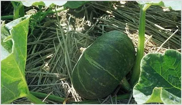 倭瓜生种植环境及管理要点介绍 | 种植技术