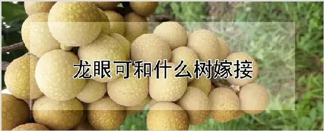 龙眼可和什么树嫁接 | 农业科普