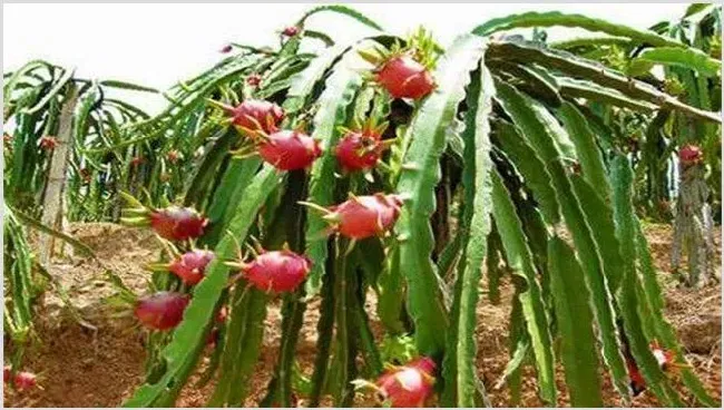 火龙果种子种植注意什么 | 农业科普