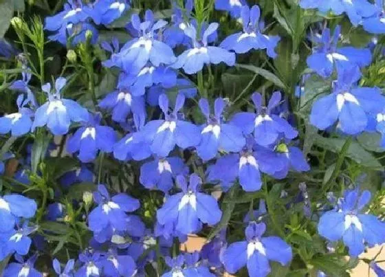 植物播种|六倍利什么时候播种好