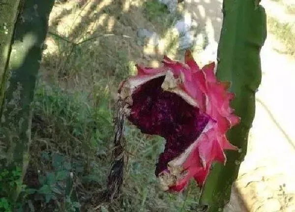 养殖科普|火龙果开花后怎么处理