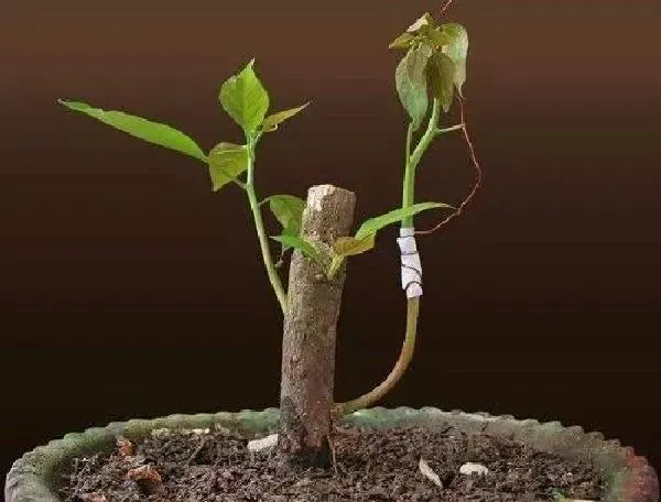 植物生根|三角梅扦插多久生根发芽 扦插生根最快方法