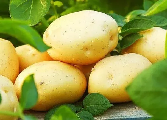 食用科普|土豆能放冰箱吗 可以放冰箱保鲜保存吗