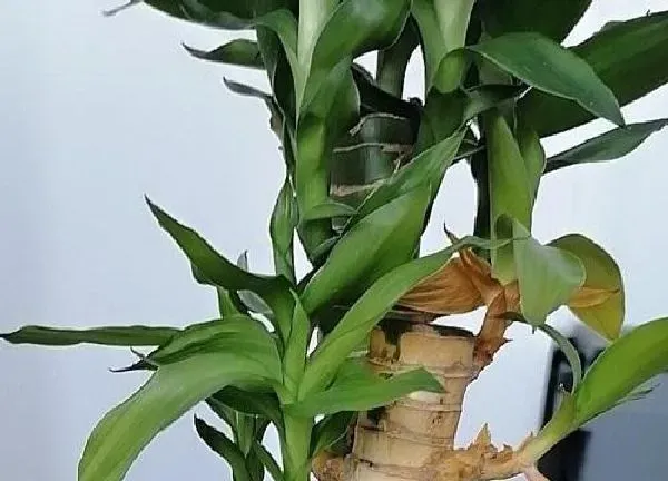 养殖方法|水培荷花竹的养殖方法和注意事项