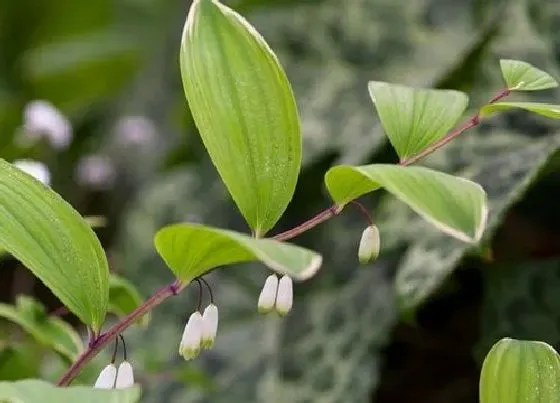 植物百科|玉竹生长在什么地方