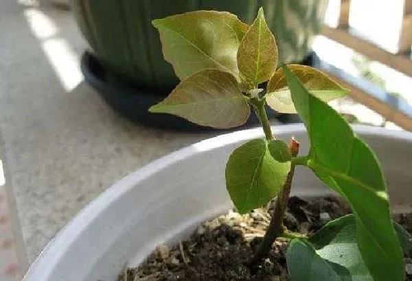 植物生根|三角梅扦插多久生根发芽 扦插生根最快方法