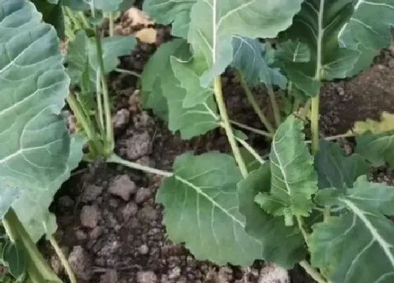 植物播种|苤蓝菜什么时候播种最好