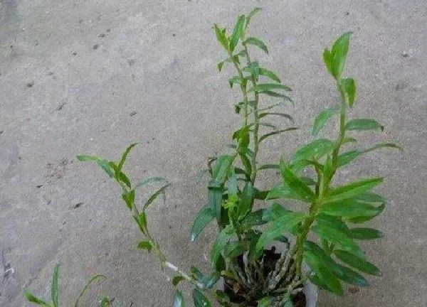 植物移栽|草皮石斛怎么分株方法