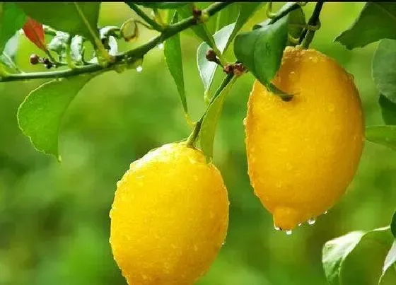 植物百科|柠檬树一棵能结果吗