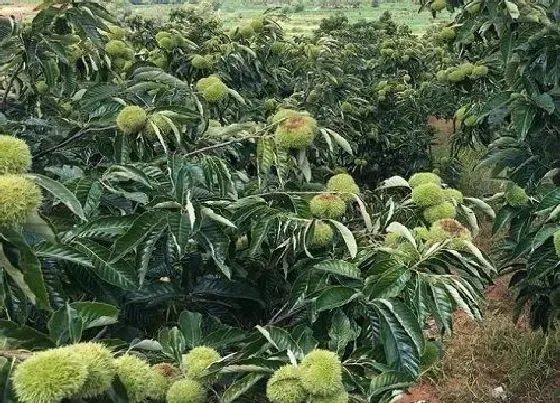 庭院摆放|栗子树适合种在院子里吗 栽种在院子里面风水如何