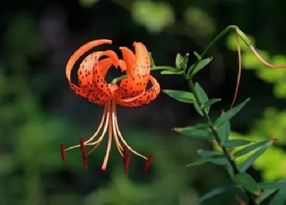 植物种类|百合的品种名称及图片 百合的种类大全和介绍