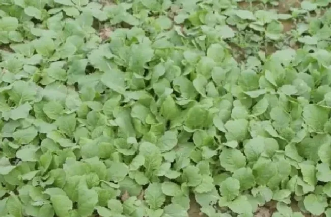 植物虫害|大白菜常见的虫害有哪些（小白菜虫害最佳防治方法）