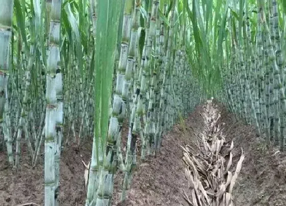 种植管理|甘蔗是怎么种植才能又脆又甜，甘蔗种植方法与栽培技术）