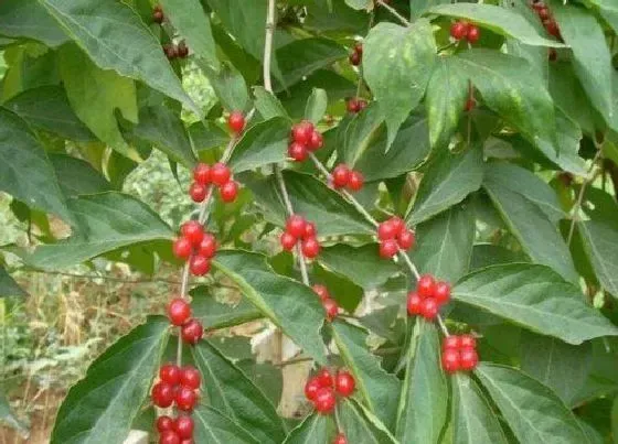 植物排行|结红豆的植物有哪些