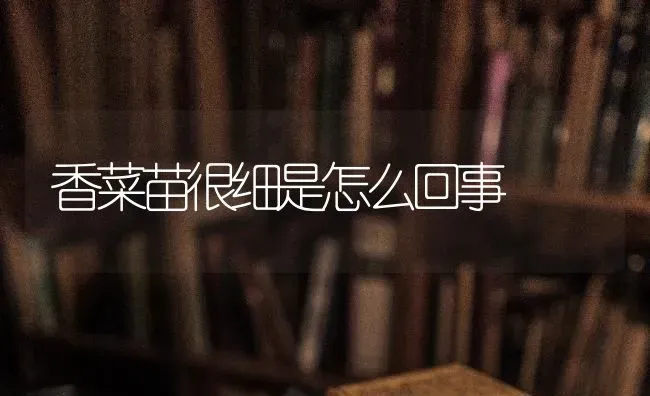 香菜苗很细是怎么回事 | 蔬菜种植