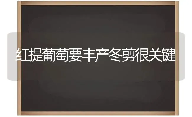 红提葡萄要丰产冬剪很关键 | 瓜果种植