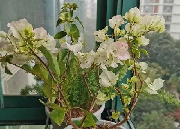 植物浇水|三角梅多久浇一次水