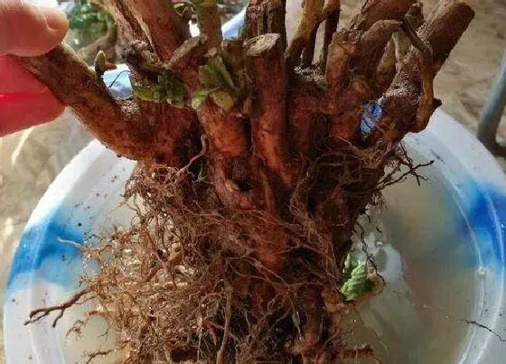 根部|绣球花根系发达吗