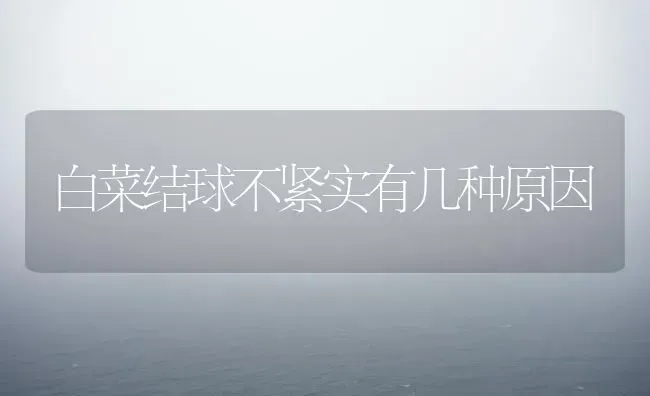 白菜结球不紧实有几种原因 | 蔬菜种植