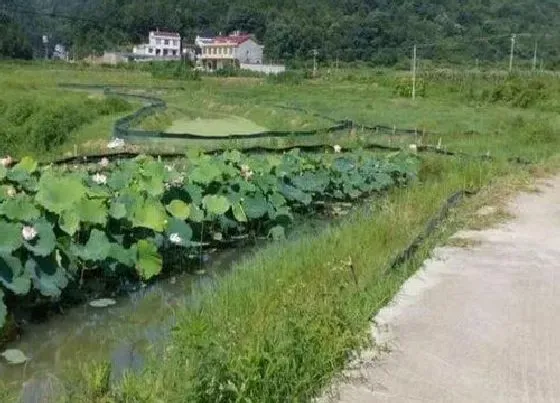 种植方法|藕的种植方法和时间