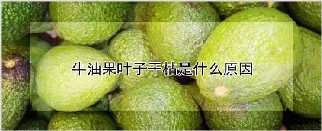 牛油果叶子干枯是什么原因 | 种植资料