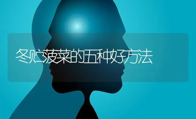 冬贮菠菜的五种好方法 | 蔬菜种植