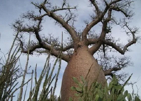 植物百科|猴面包树属于什么植物类型