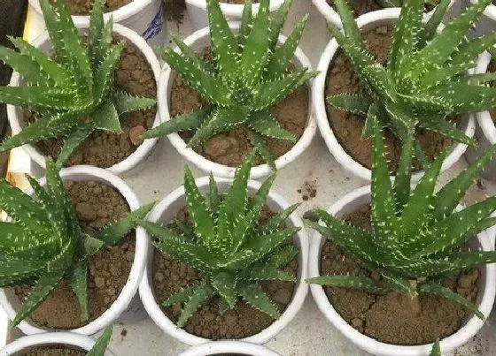 烂根|不夜城芦荟没根能活吗