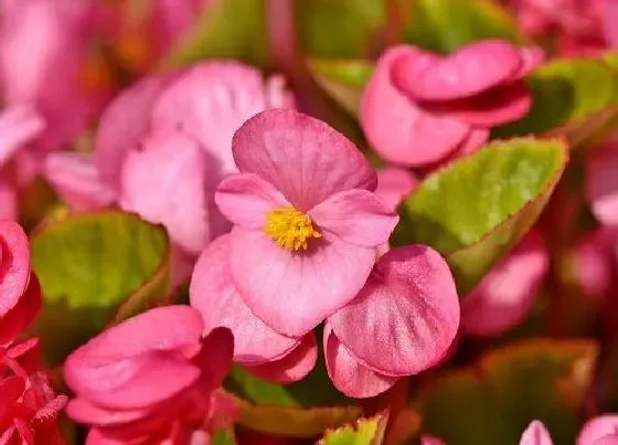开花时间|四季海棠四季开花吗