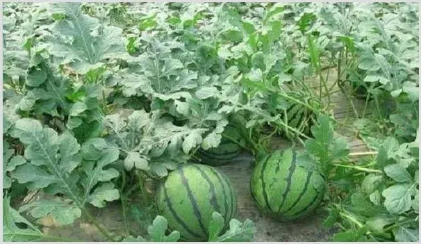 西瓜定植前后的管理要点和注意事项 | 农业科普
