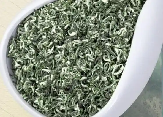 果实成熟|碧螺春采摘时间和收获季节