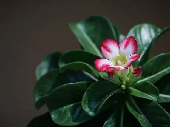 开花时间|沙漠玫瑰几月份开花