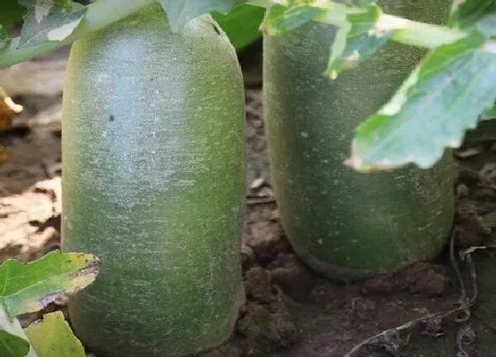 种植管理|白萝卜的生长周期是多长时间